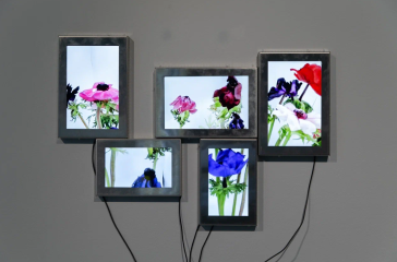 Тайная жизнь цветов